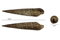 terebra pseudopertusa